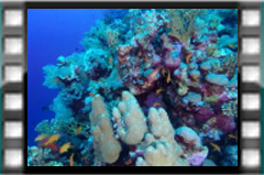 Filmare subacvatica - scuba underwater video - The-Reef[s].mp4